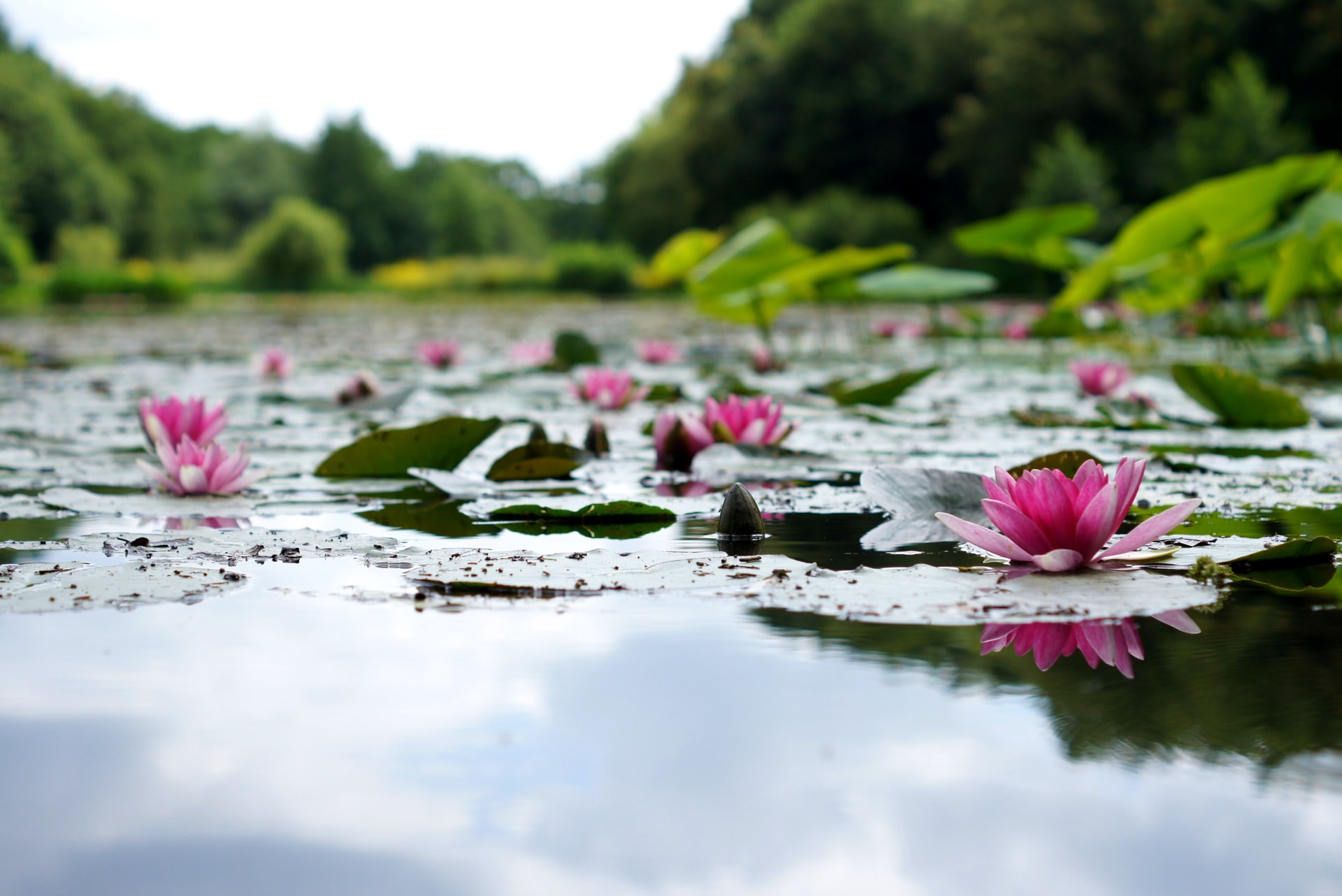 Den eigenen Gartenteich mit den richtigen Pflanzen verschönern